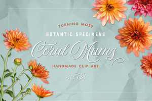 Coral Mums -Realistic Flowers