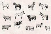 Farm Animals Engravings Set, an Object Graphic by Graphic Goods (Thumbnail 3 of 5)