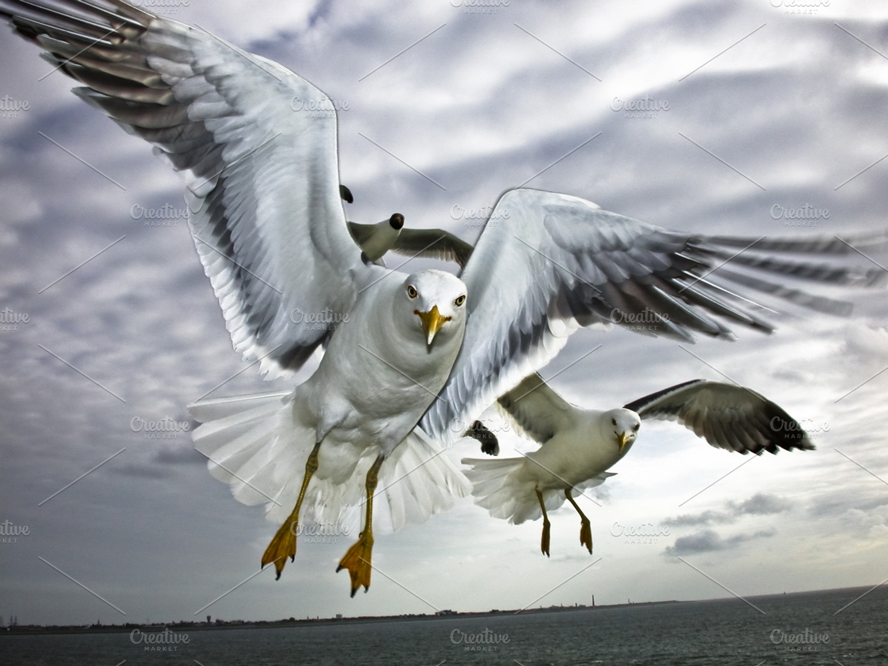 Sea gull in flight 2 stock photo containing sea gull and flight