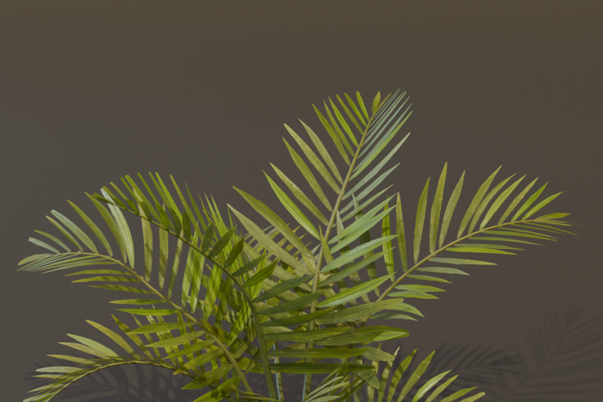 The Alexandra Palm Bush, a Plants & Tree 3D Model by FuturePastCreatives (Photo 8 of 15)