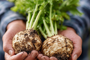Fresh organic celeriac with leaves, a Food & Drink Photo by MistyDay