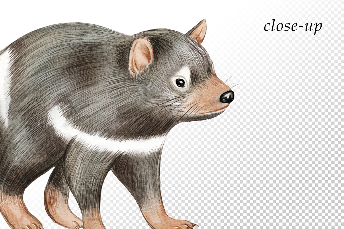 Watercolor Australia Animals Clipart, an Animal Illustration by svetodesign (Photo 3 of 9)