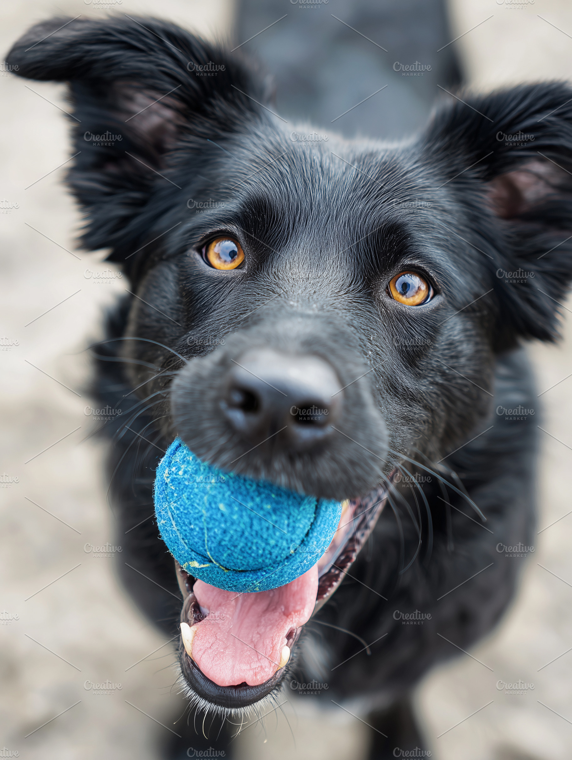 Happy black dog playing fetch with, an Animal Photo by MistyDay