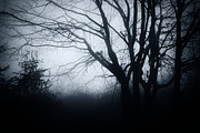 Halloween Forest pack 2018 Hi Res, a Nature Photo by Atmospheric visuals (Thumbnail 2 of 11)