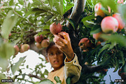 Golden Apple Orchard Presets, a Preset Add-On by AAA Presets (Thumbnail 12 of 14)