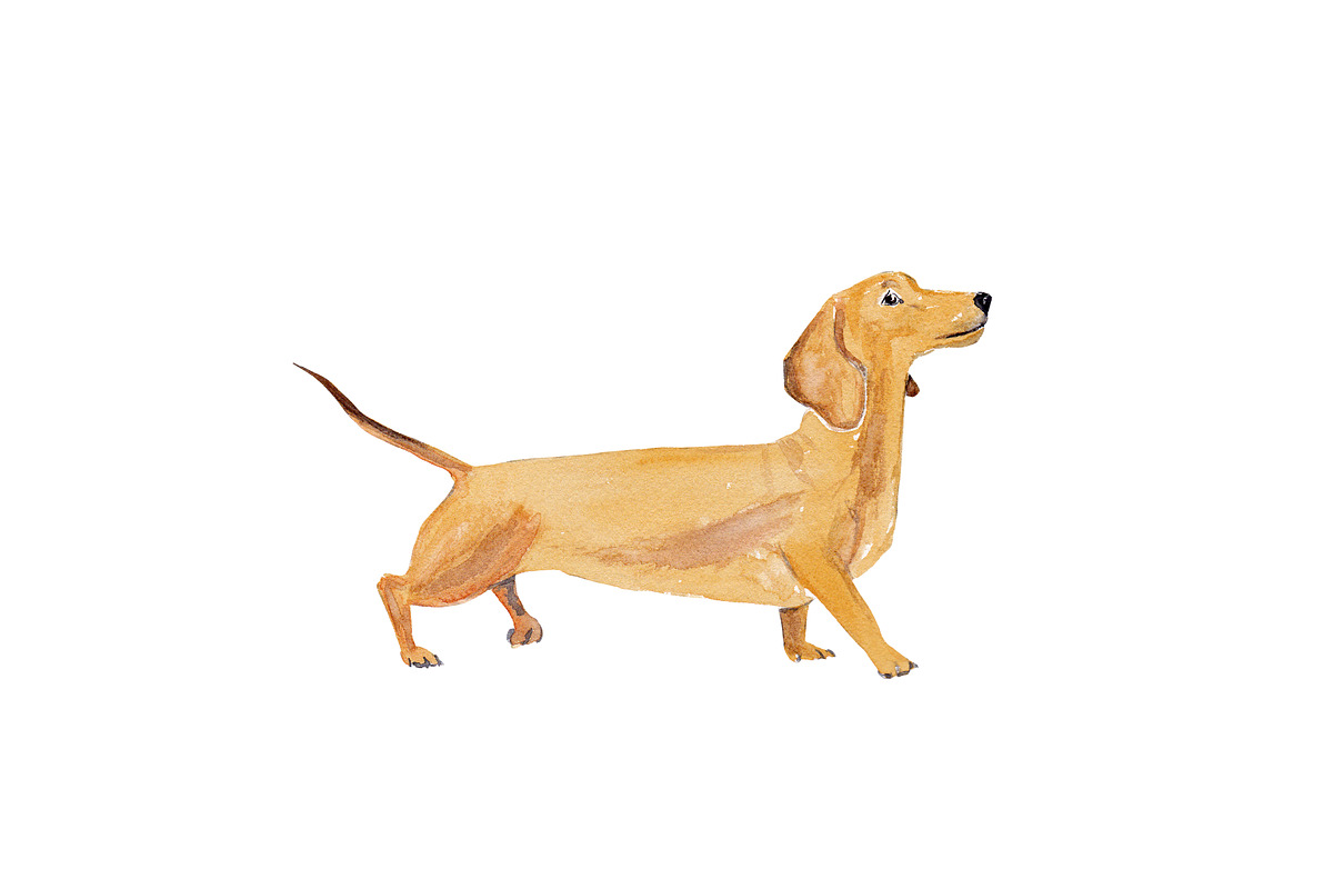Dachshund Illustration Bundle, an Illustration by Foxery Digital (Photo 4 of 7)