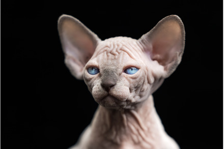 Hairless kitten of Canadian Sphynx, an Animal Photo by Alexander-Piragis