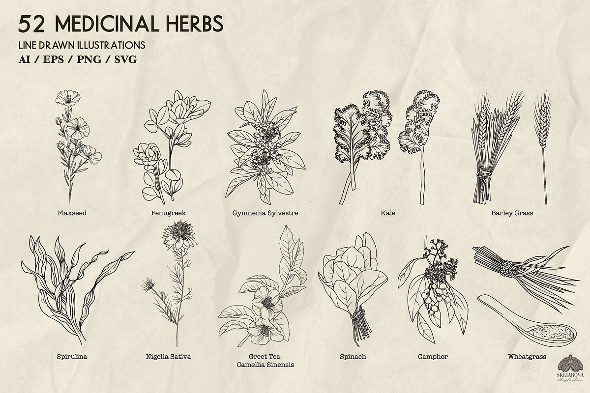 Medicinal Herbs part 2 + Procreate, a Healthcare Illustration by Skliarova (Photo 4 of 6)