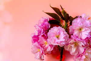 Close-up of soft pink cherry blossoms with green leaves on a pea, a Nature Photo by Ales Munt