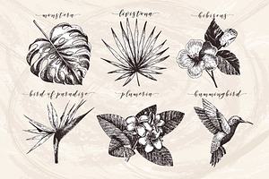 Hand Drawn Tropical Plants