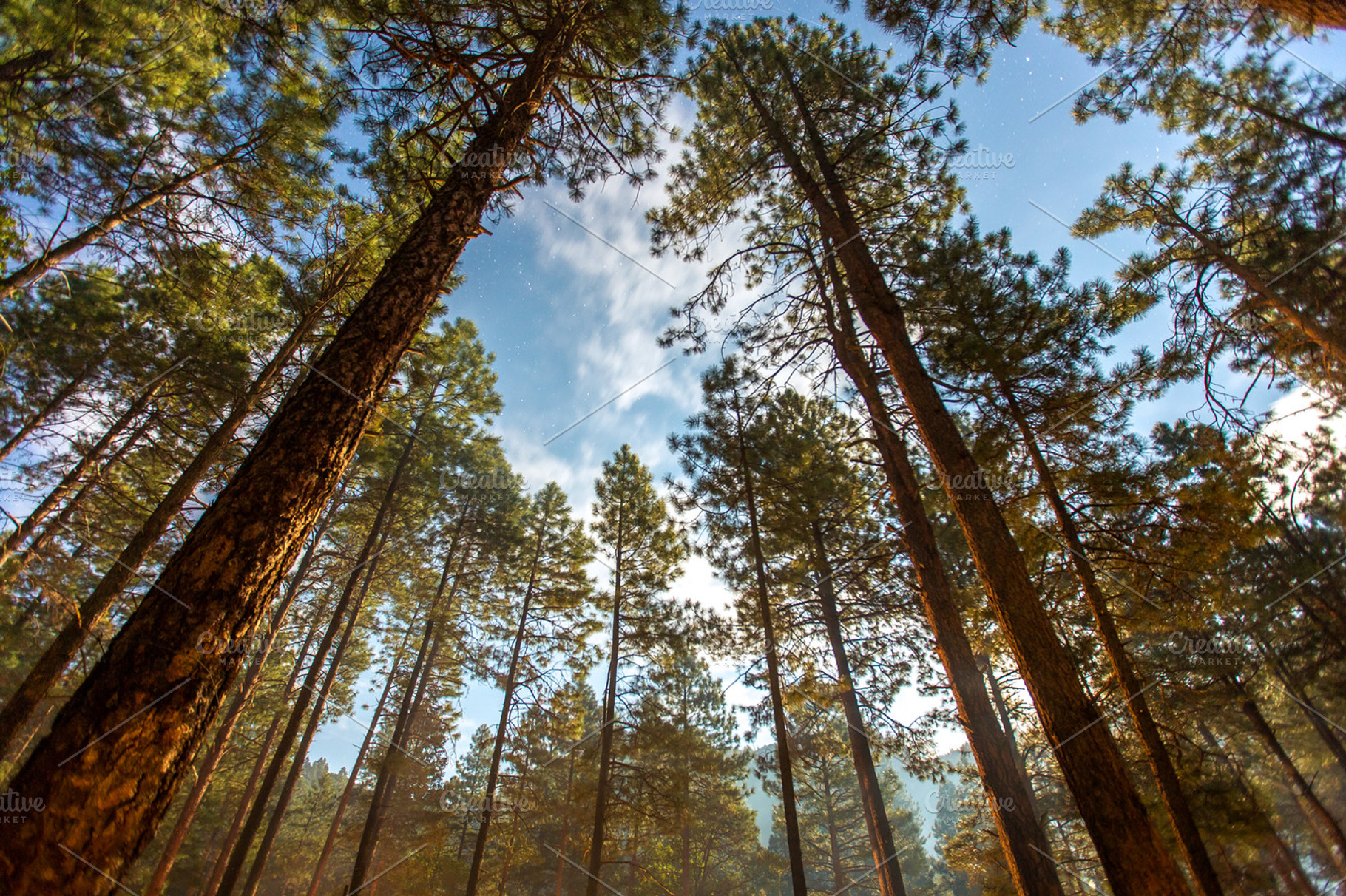 Pine Forest Sky, a Nature Photo by Mr Geoff