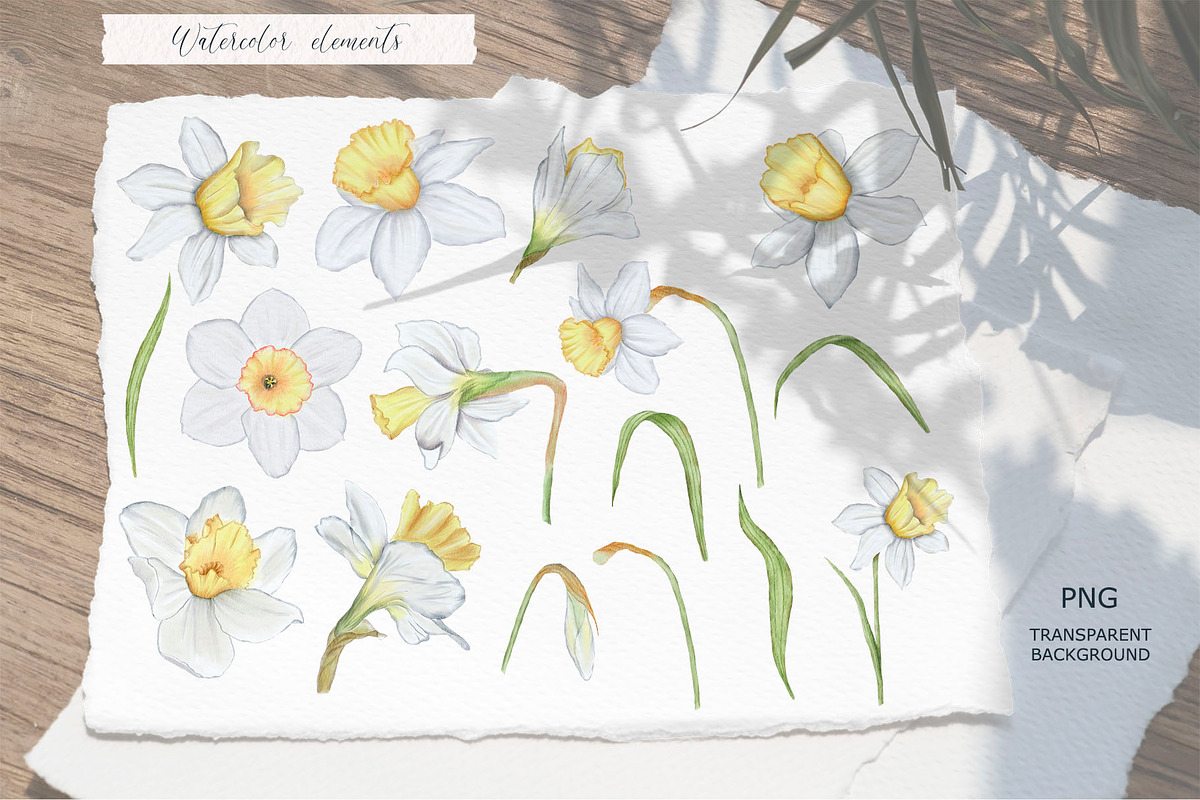 Watercolor and sketch daffodils, a Decorative Illustration by TatiArti (Photo 11 of 13)