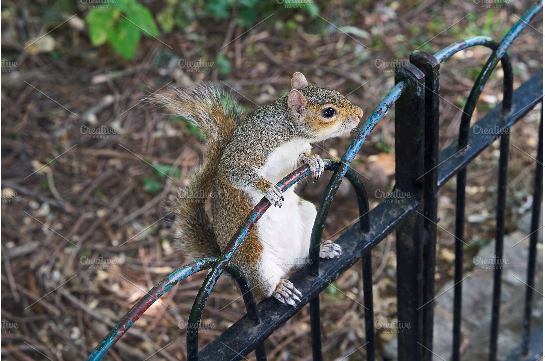 Squirrel in St James Park near the, an Animal Photo by Oleksandr Berezko