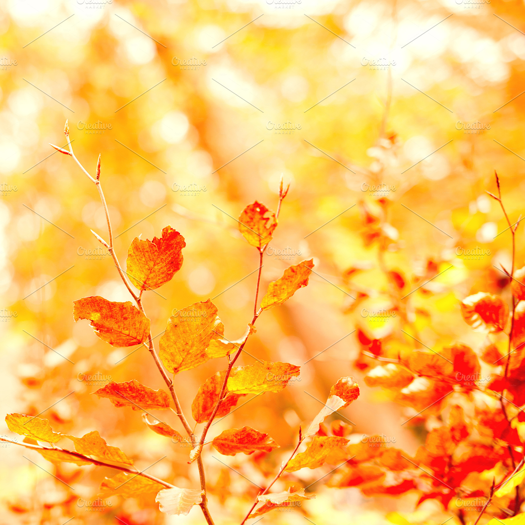 Beautiful autumn, a Photo by Peopleimages.com