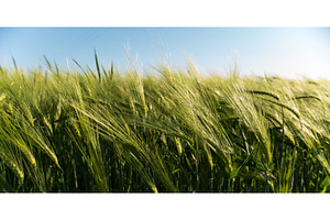 Fresh green barley swaying in summer, a Nature Photo by volodymyrshtun13795