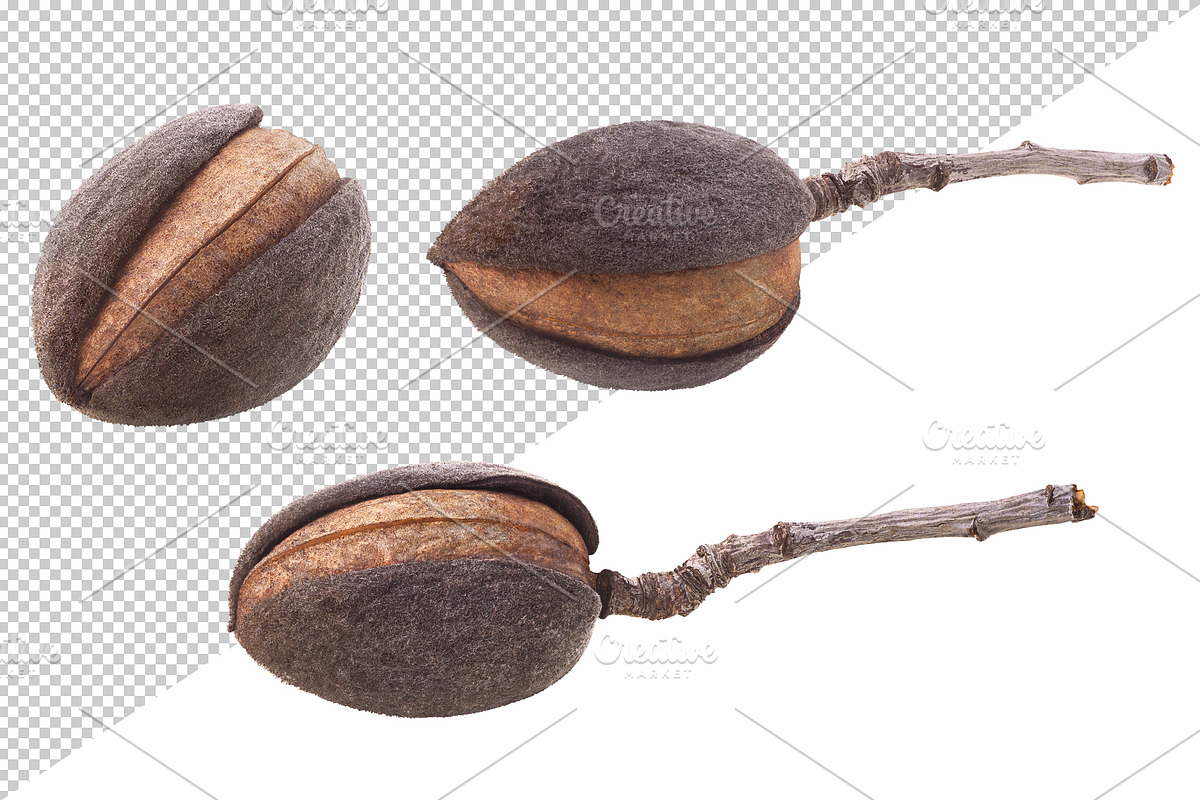 Pink almond blossoms, an Object Graphic by Fruits+Veggies (Photo 8 of 9)