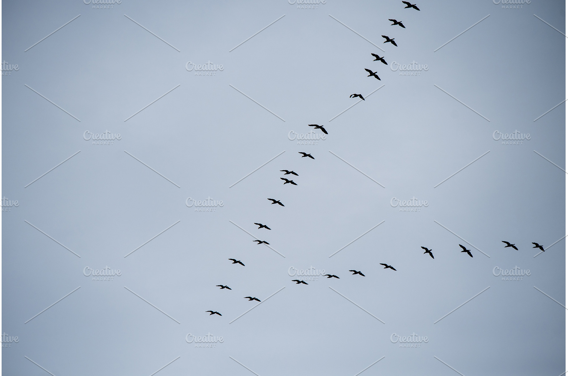 Flock of flying geese in blue sky, an Animal Photo by COLORFUL