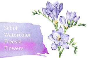Set of Watercolor Freesia Flowers