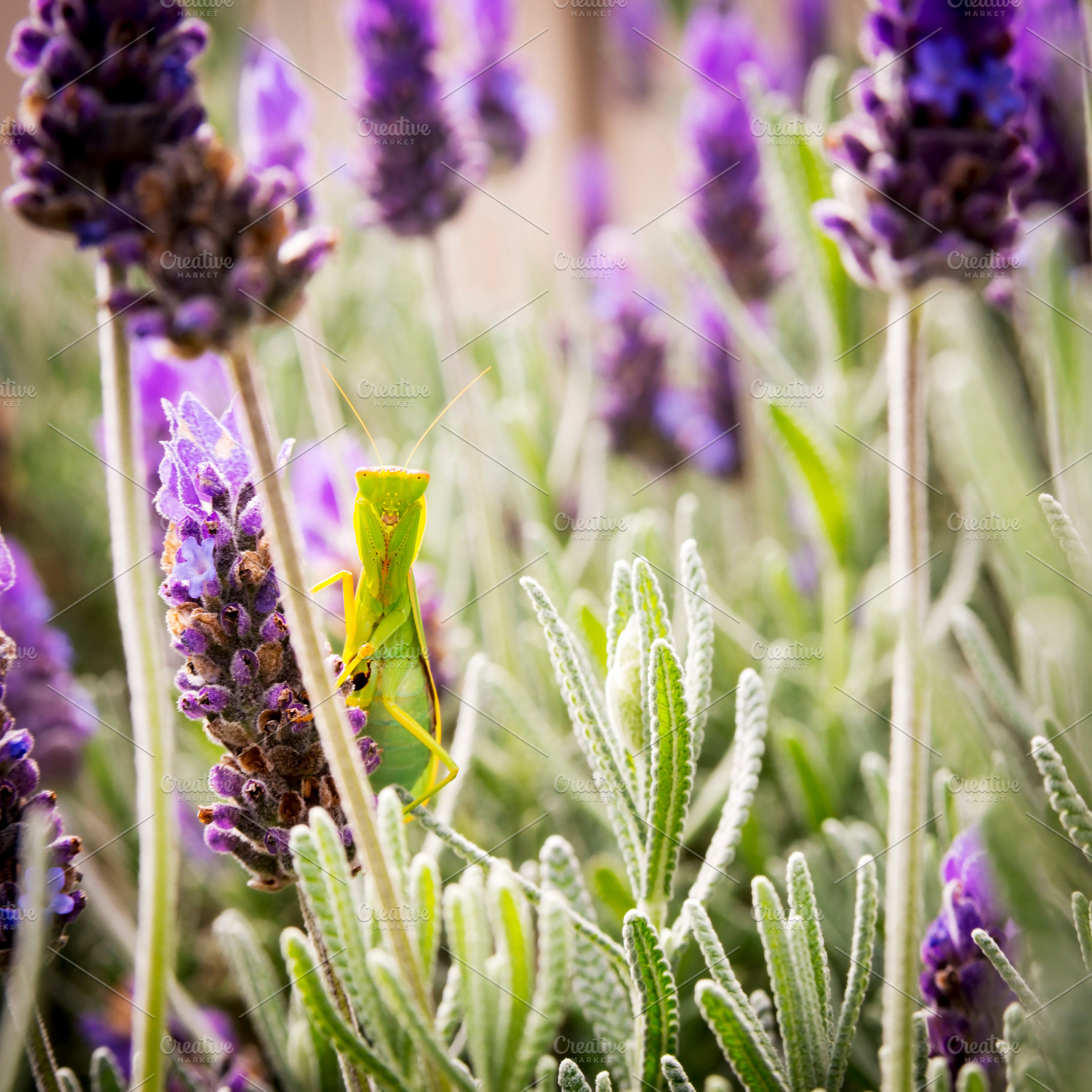 Praying Mantis, an Animal Photo by THP Creative