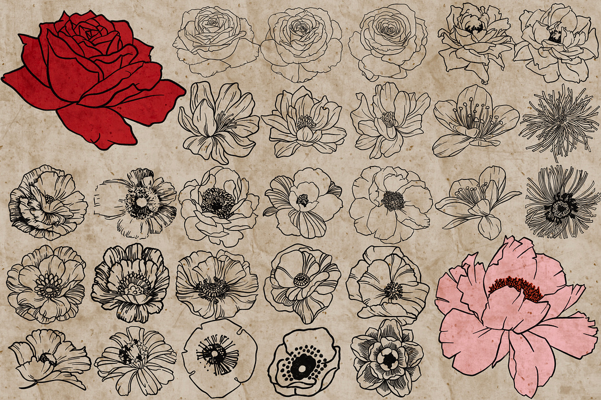 Flower heads stamps for Procreate, a Brush Add-On by TheWhiteCatLab (Photo 3 of 7)