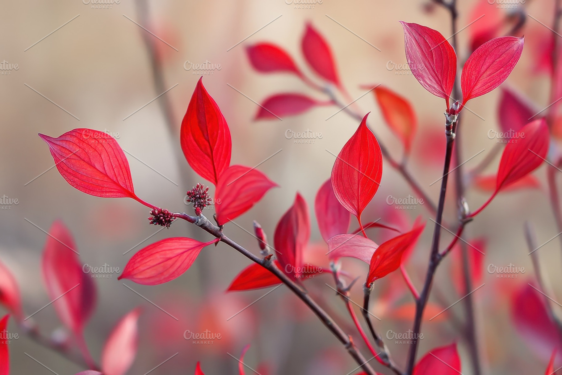 Crimson red stems of Cornus alba, a Photo by Pavel_design