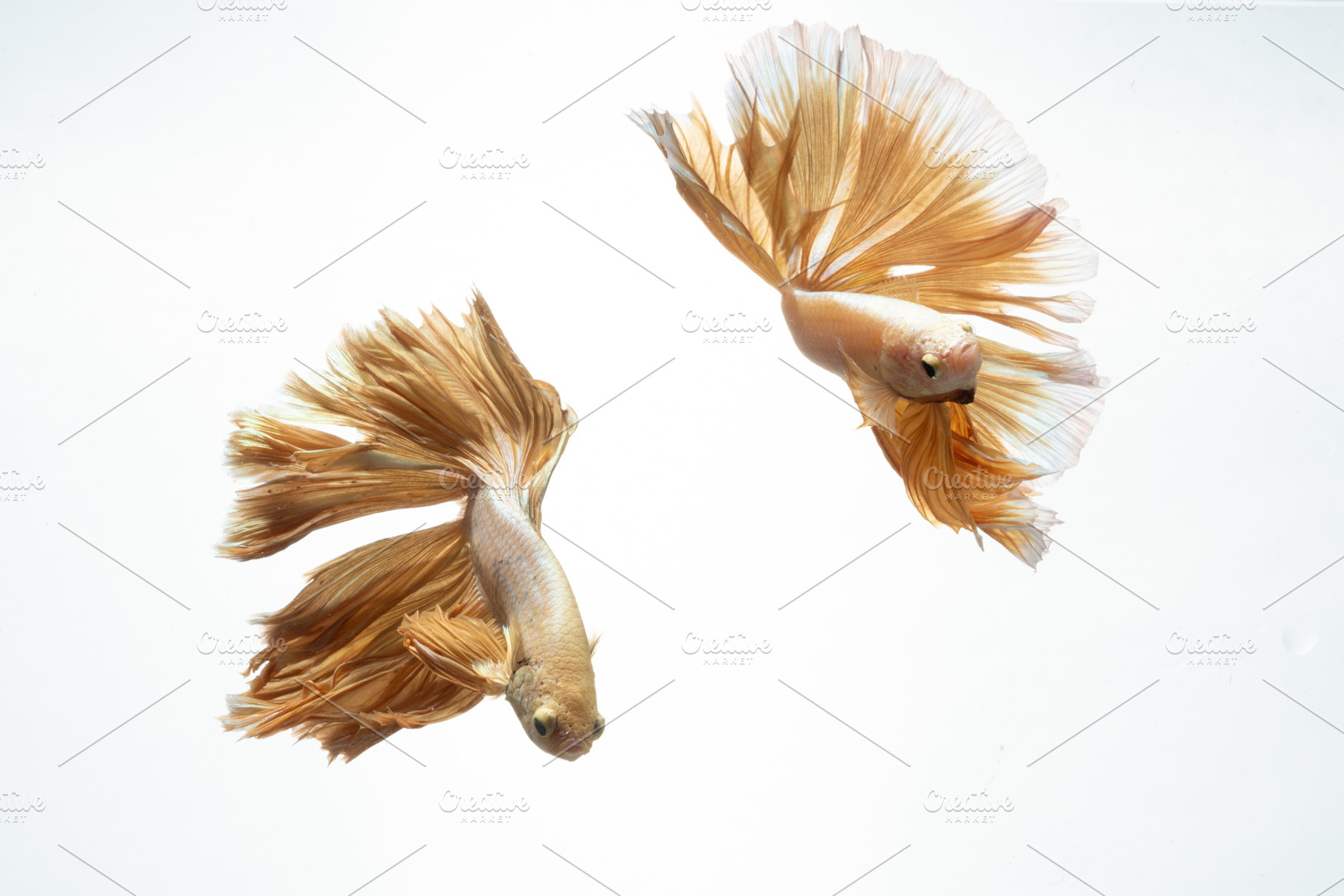 Yellow gold color of siamese fightin featuring thailand, action, and, an Animal Photo by coffeelover