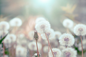 Dandelions in the sun