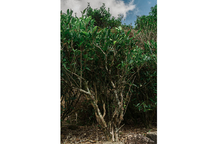 Lush Green Shrubs Thriving Under a, a Nature Photo by Media Whale Stock