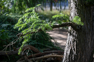 Horizontal branch of a larch tree covered in green needle cluste, a Nature Photo by Imaginarium