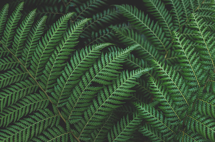 Green Forest Ferns, a Nature Photo by René Jordaan Photography