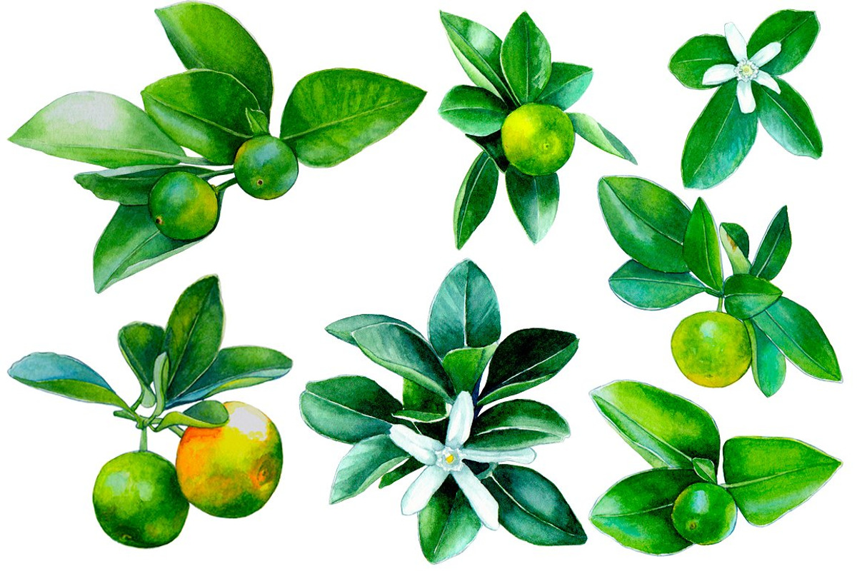 Watercolour little mandarins, a Decorative Illustration by Verlena's Corner (Photo 2 of 5)