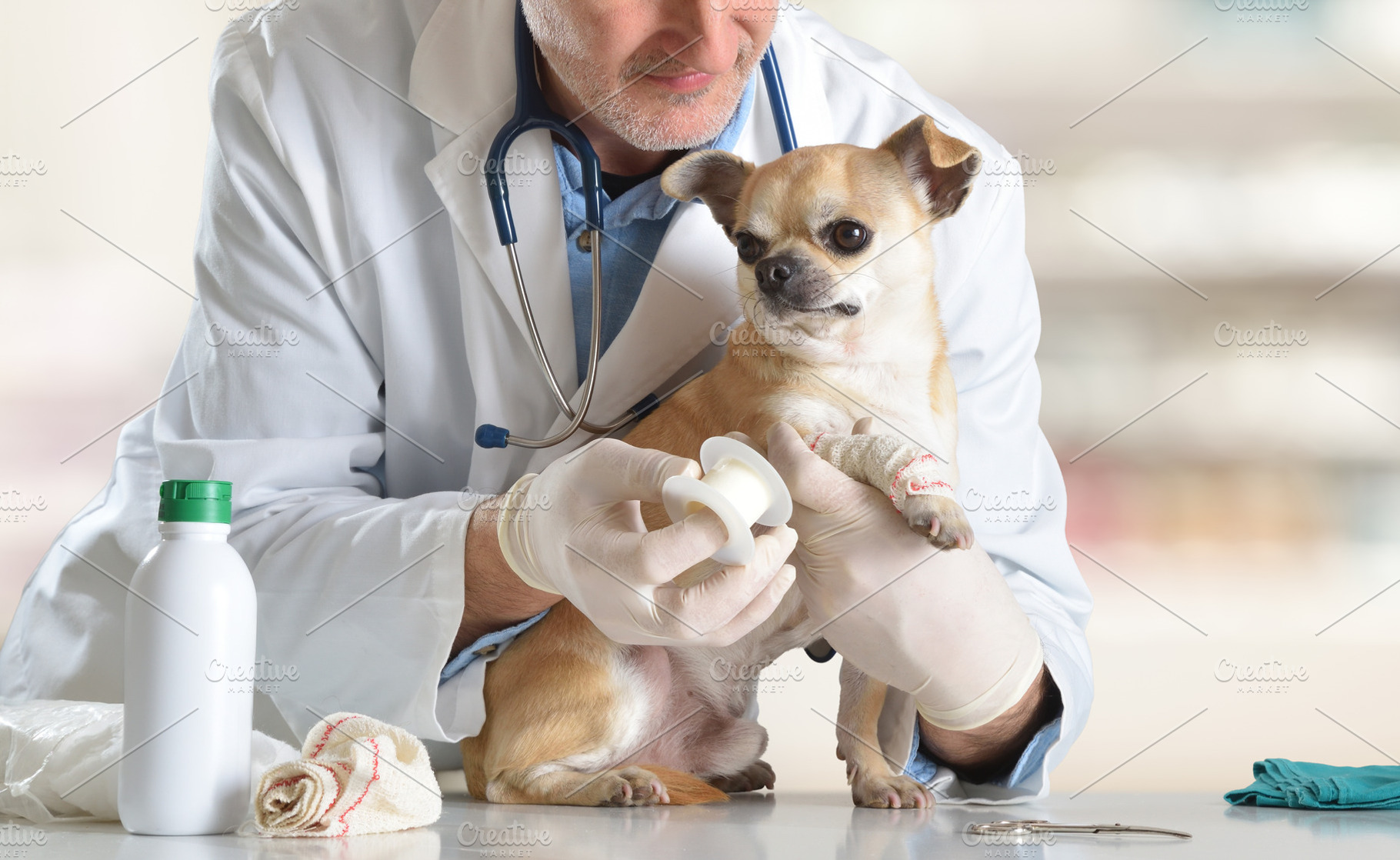 Veterinarian applying bandage to Chihuahua paw, an Animal Photo by Davizro's Market