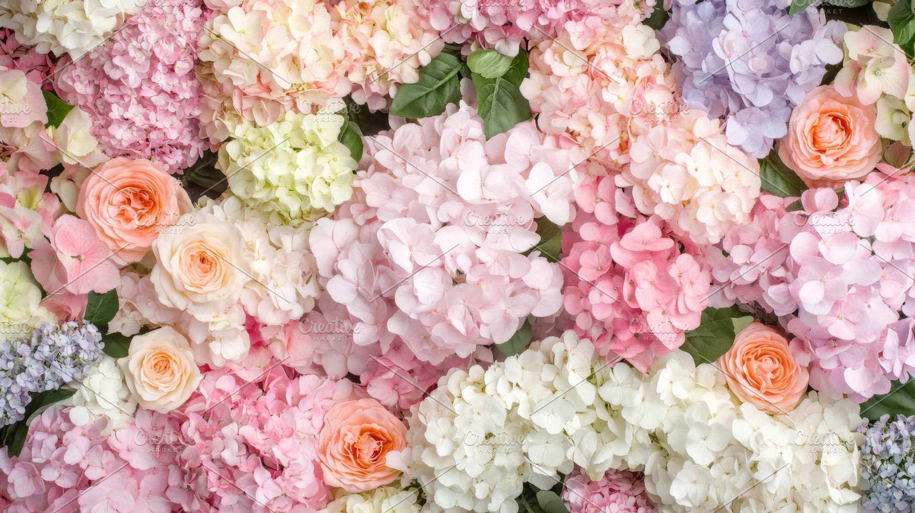 Multicolored hydrangeas and roses in close-up floral wall backgr, a Photo by Dvoevnore photos