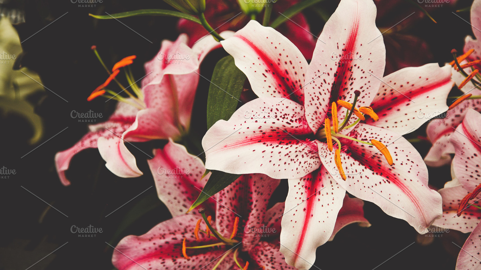 FLORAL HERO LILIES, a Nature Photo by ISEEYOUPATTERN