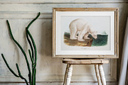 25 Vintage Mammal Prints by Audubon, an Animal Illustration by The Object Atlas (Thumbnail 9 of 10)