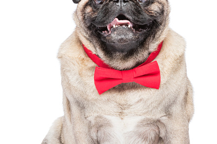 Happy fawn pug dog in red bowtie., an Animal Photo by Photocreo Michal Bednarek