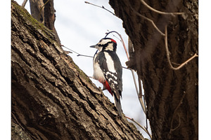 Great spotted woodpecker Dryobates, an Animal Photo by Fascinadora