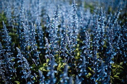 White and blue flowers in the spring garden, a Nature Photo by Art Rachen