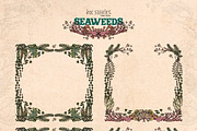 Seaweeds, an Object Illustration by Ink Stories (Thumbnail 13 of 24)