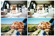 Lovely Pets Lightroom Presets, an Action Add-On by DreamColor (Thumbnail 3 of 10)
