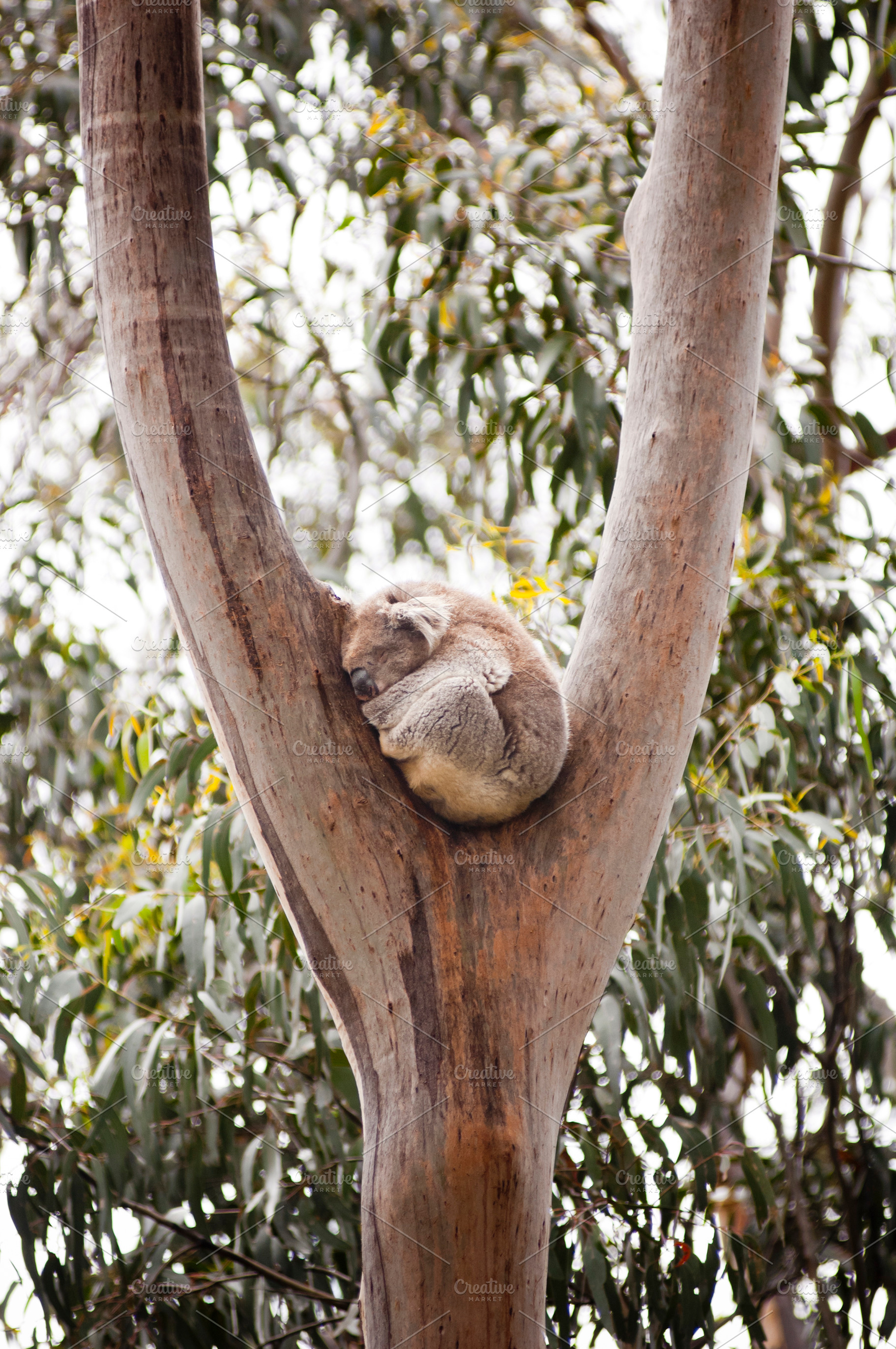 Koala Sleeping In Gum Tree, an Animal Photo by THP Creative