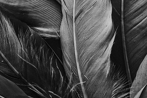 Black and white feathers