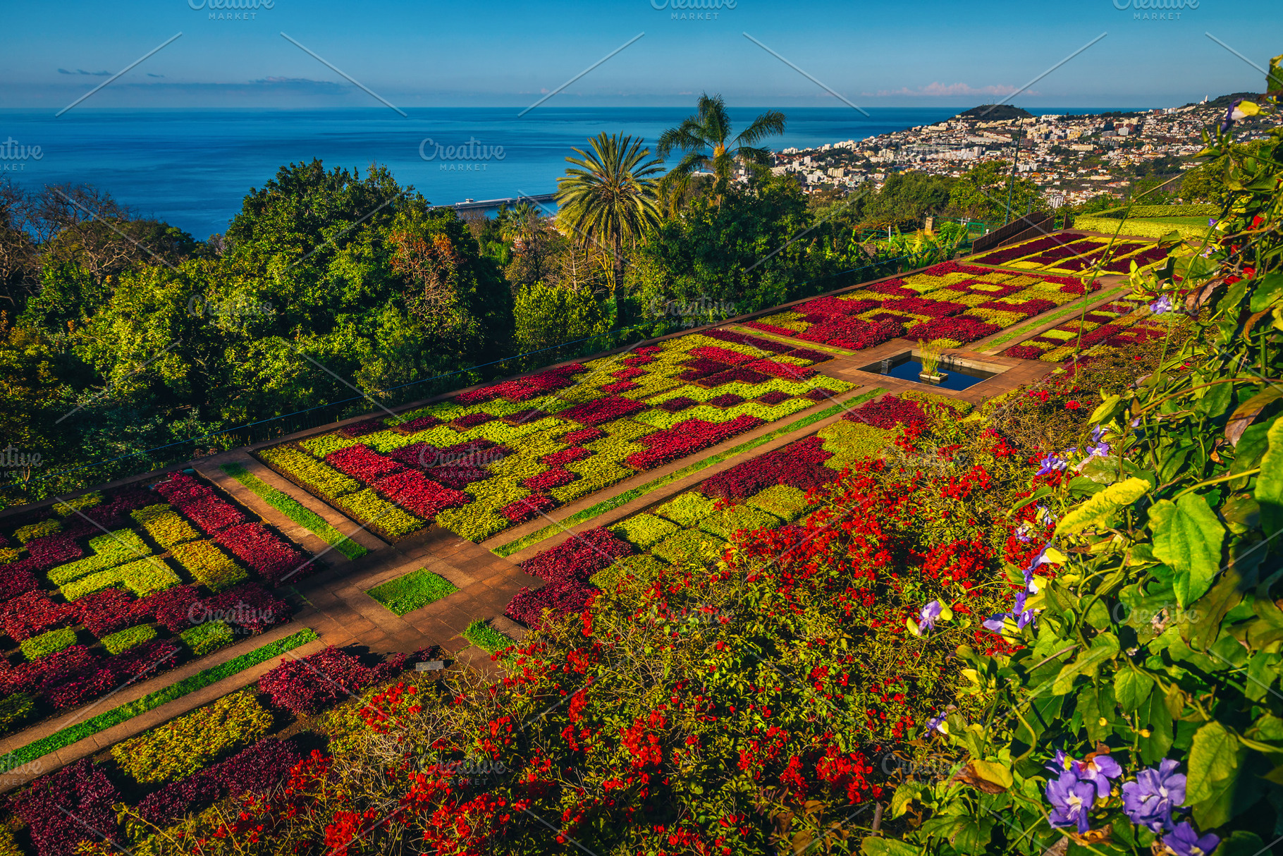 Amazing Botanical Garden of Funchal, a Nature Photo by Alpine Dreams