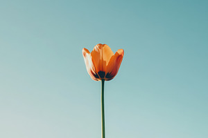 Vibrant orange tulip stands tall, a Photo by Pavel_design