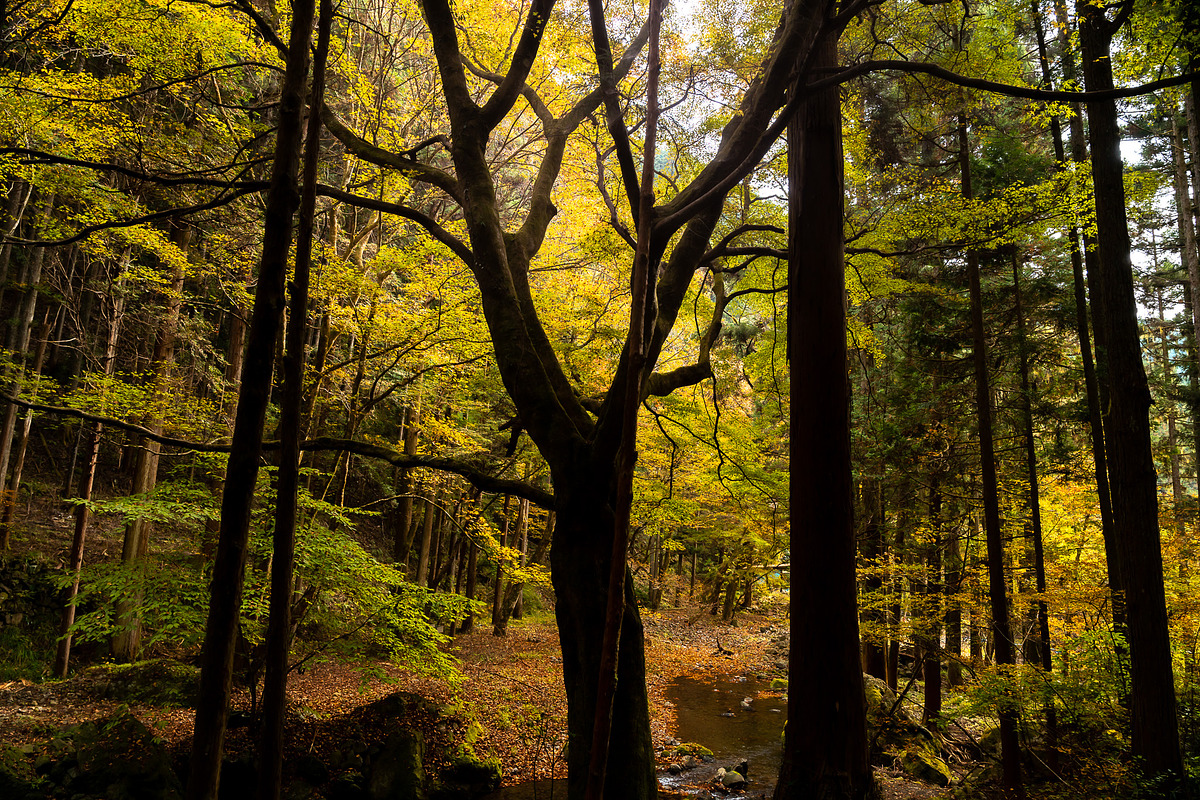 Japan Alpine Autumn 5 Forests photos, a Nature Photo by Silent Nature (Photo 3 of 5)