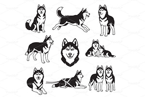 Vector of Siberian Husky dog, Pet., an Animal Illustration by yod67
