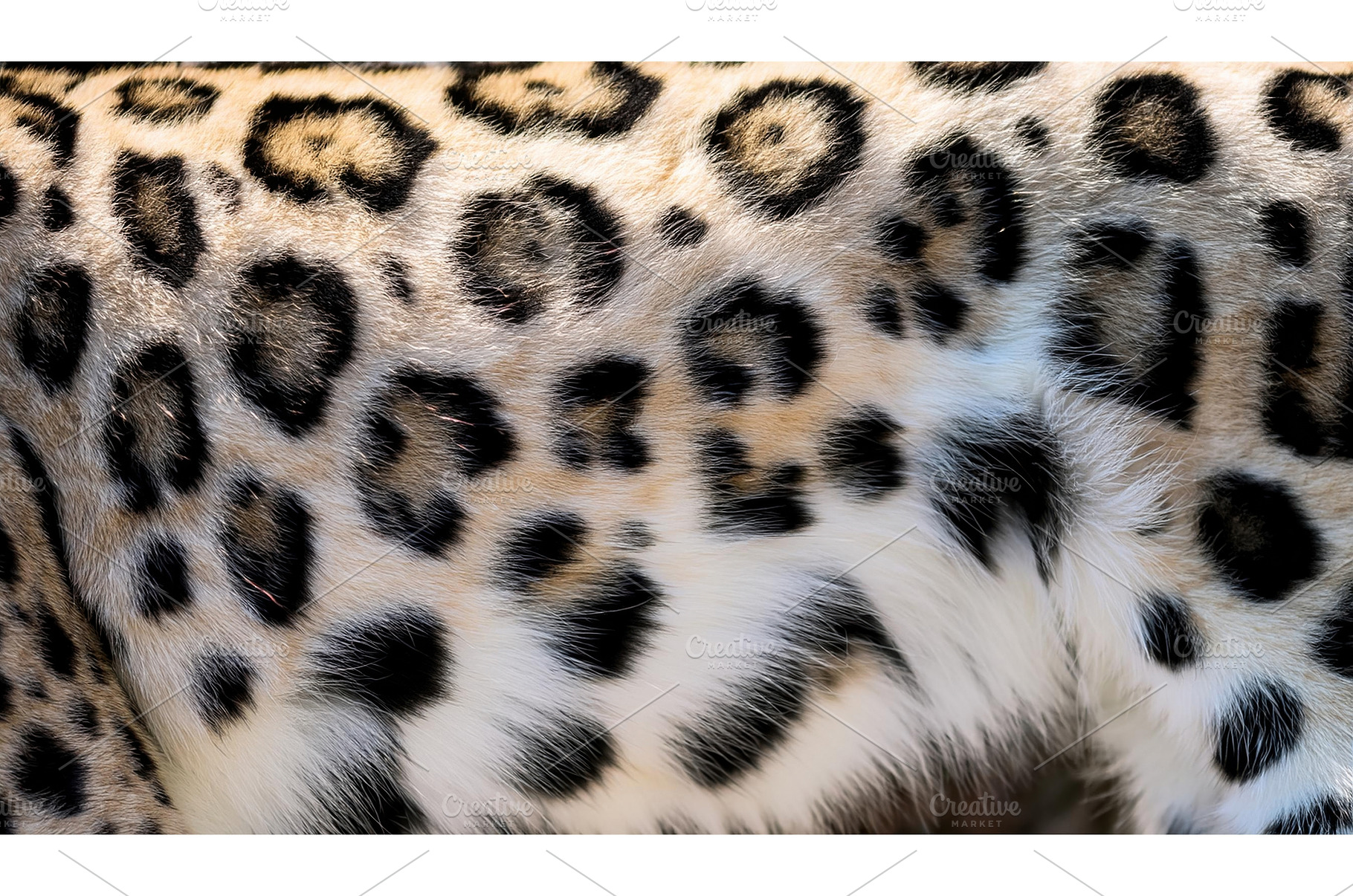 A close view of a leopard's dense, an Animal Photo by Igor Tichonow