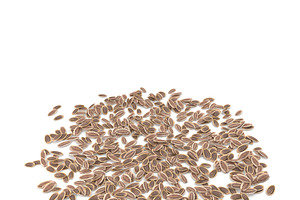 Dill Seeds V1