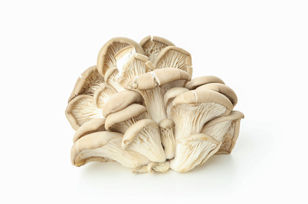 Tasty oyster mushrooms on white background, close up, a Food & Drink Photo by AtlasStudio PRO