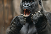 236 surprised animals, an Animal Photo by Handmadefont (Thumbnail 62 of 241)